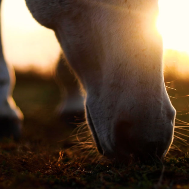 Equine Therapy Horse